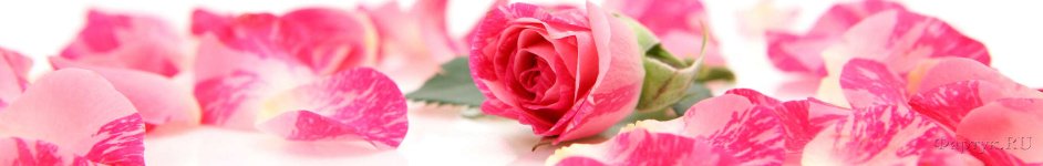 Скинали — роза и нежные лепестки