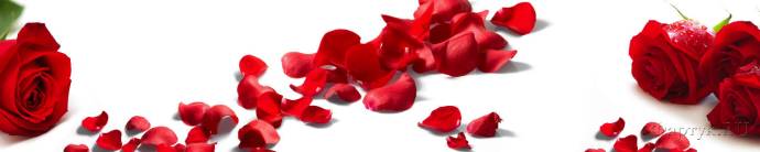 Скинали — Красные розы и опавшие лепестки на белом фоне