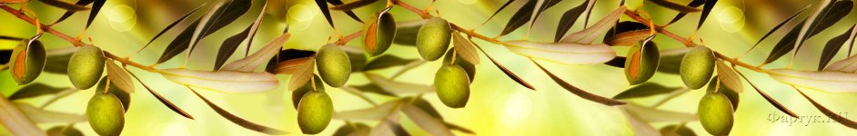 Скинали — Оливковая ветвь с зелеными оливками
