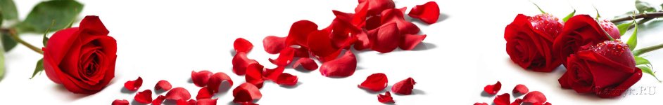 Скинали — Красные розы и опавшие лепестки на белом фоне