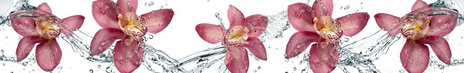 Скинали — Цветки орхидеи в брызгах воды