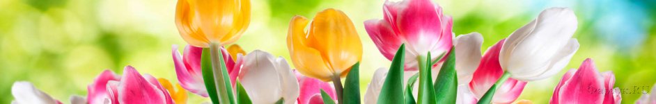 Скинали — яркие тюльпаны