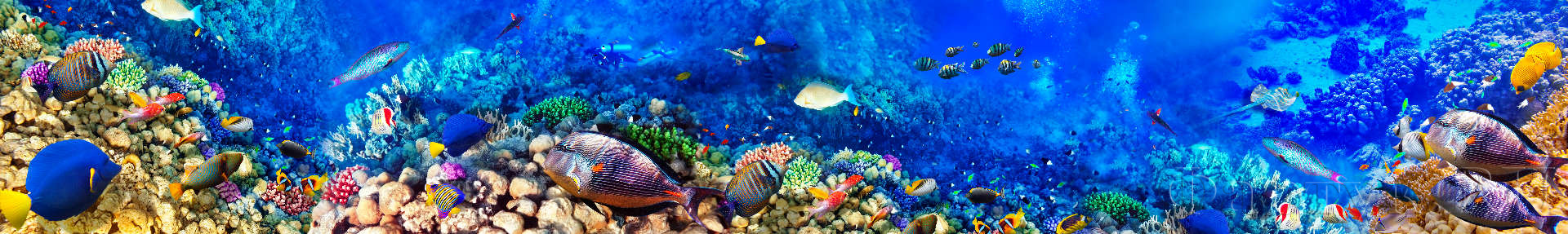 Подводный мир кораллы и рыбки