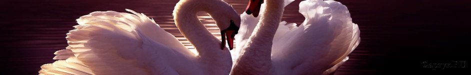 Скинали — Лебеди на озере