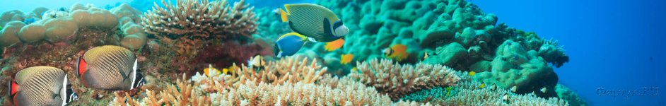 Скинали — Коралловый риф: Удивительные подводные миры