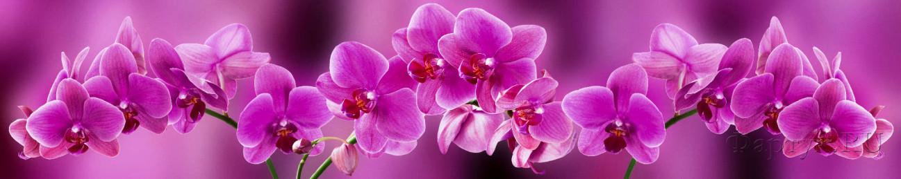 Скинали — Розовые орхидеи