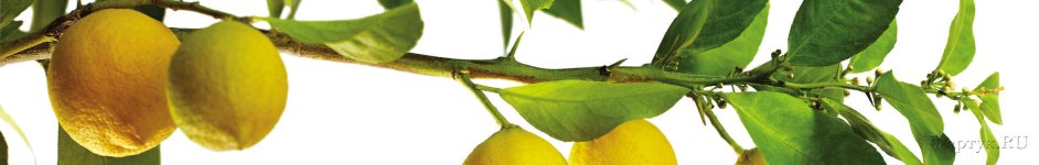 Скинали — Лимоны на ветке