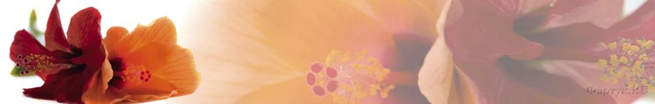 Скинали — Крупные цветы