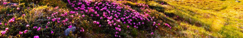 Скинали — Цветы на горе