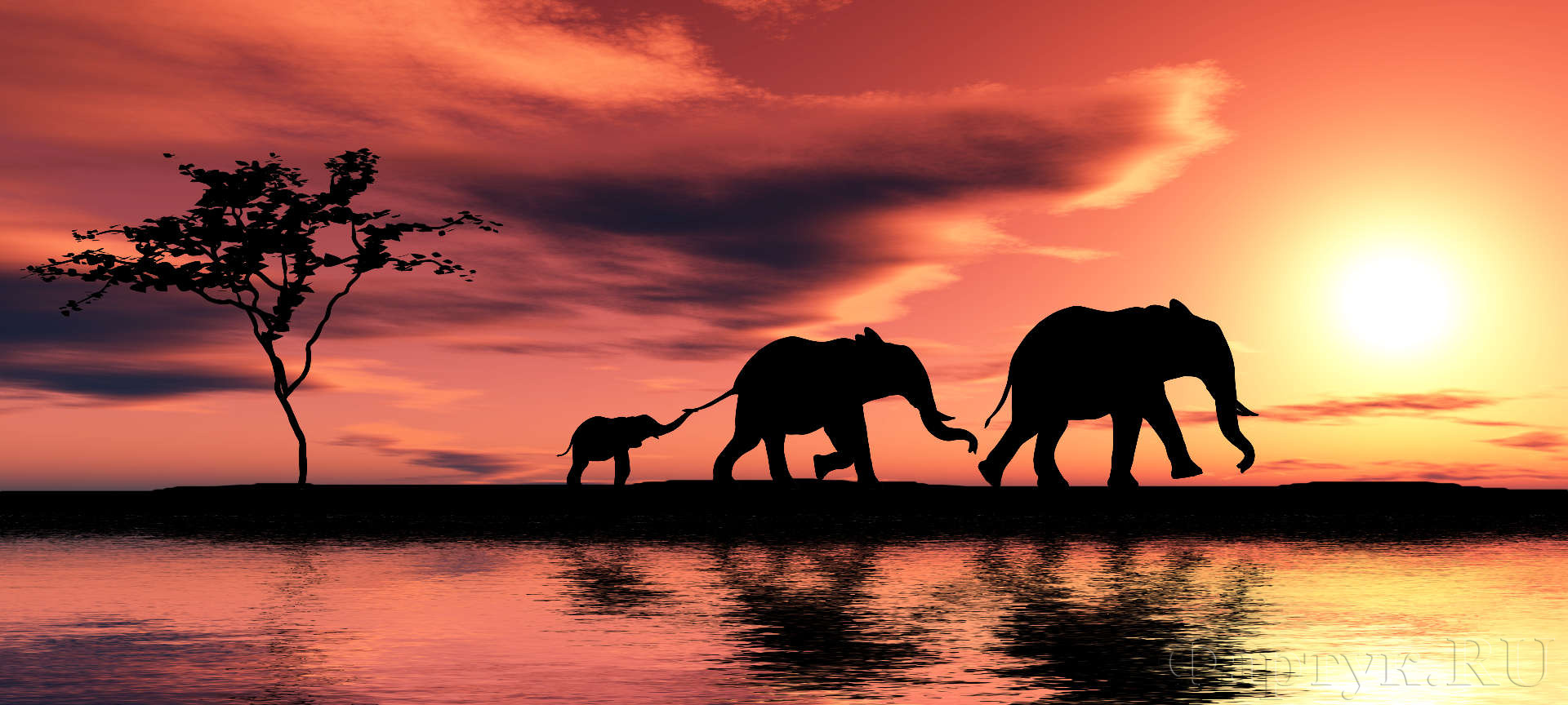 Слоны у воды на закате