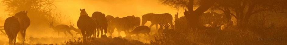 Скинали — Саванна и зебры