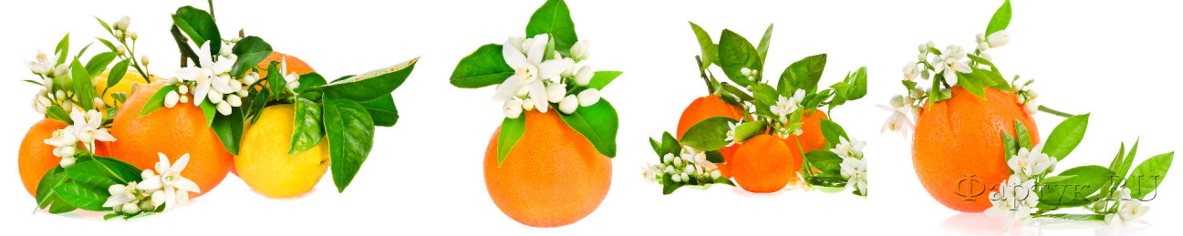 Скинали — Апельсины Фрукты и цветущие веточки