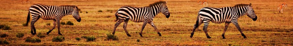 Скинали — Зебры на закате 