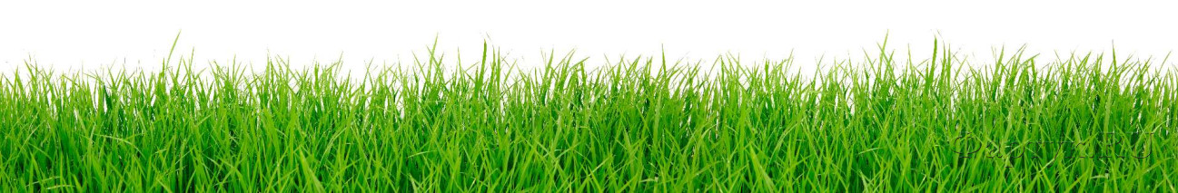 Скинали — Зеленая трава на белом фоне