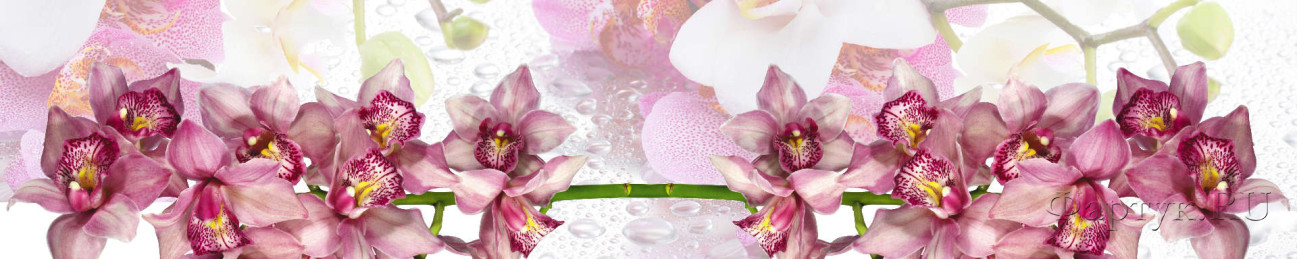 Скинали — Розовые орхидеи на белом фоне
