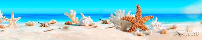 Скинали — кораллы и морские звезды на песчаном берегу