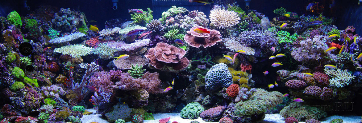 Скинали — Красоты подводного мира 