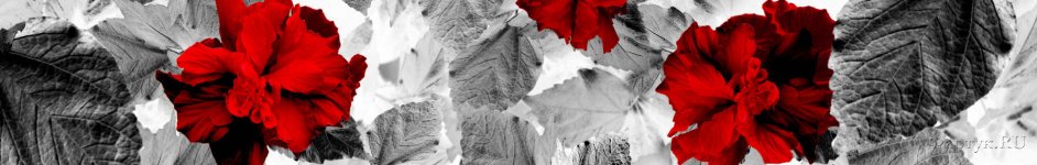 Скинали — Ярко-красные цветы на сером фоне