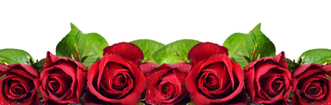 Скинали — Алые розы с каплями росы