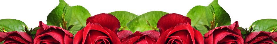 Скинали — Алые розы с каплями росы