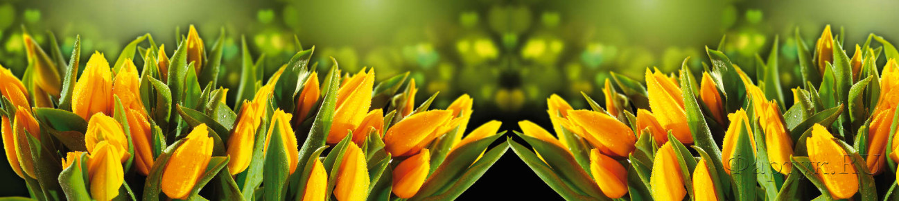 Скинали — Жёлтые тюльпаны