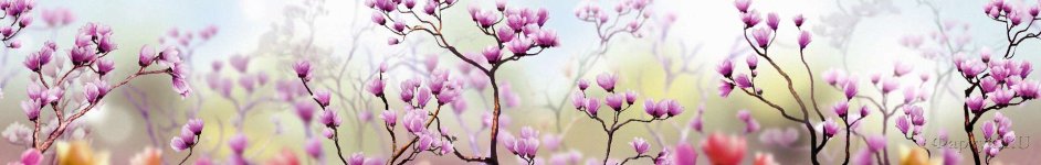Скинали — Ветки цветущей магнолии