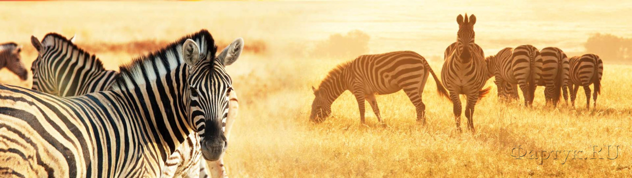 Скинали — Красивые зебры