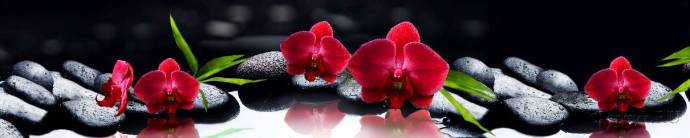 Скинали — Красные орхидеи на камнях