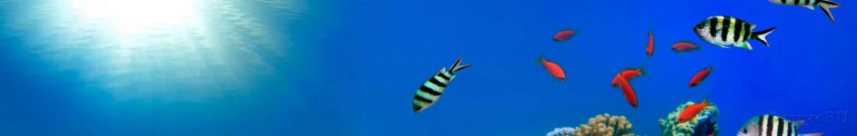 Скинали — Подводный мир морские рыбки