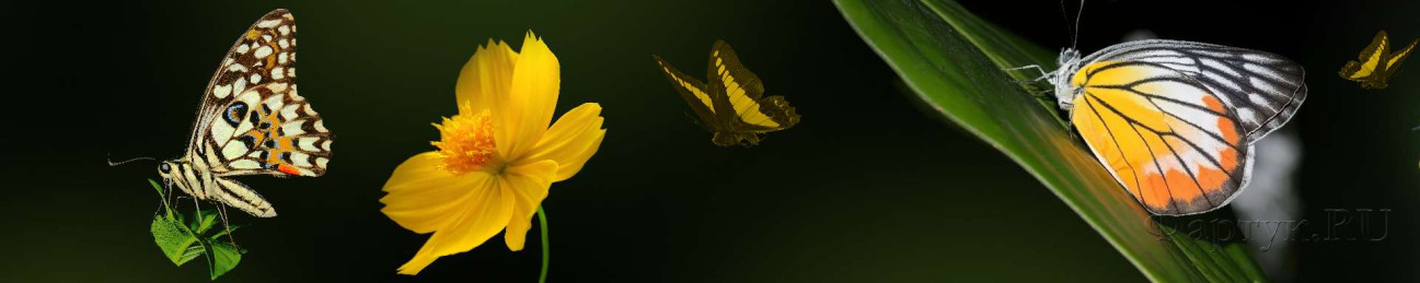 Скинали — Бабочки