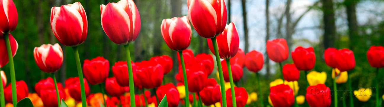 Скинали — Красные тюльпаны