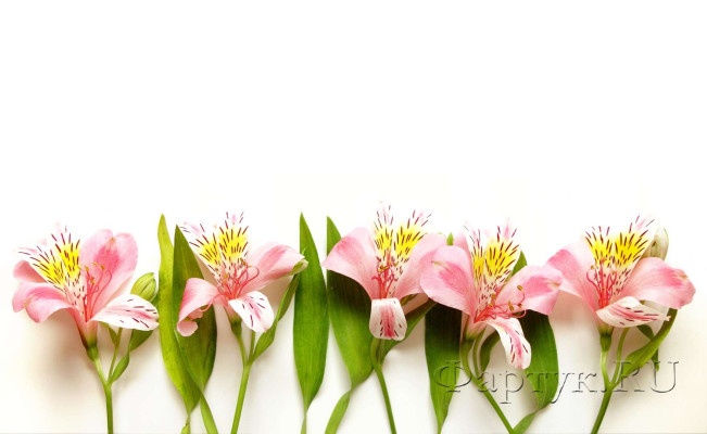 Скинали — Альстромерия Перуанские Лилии Цветы