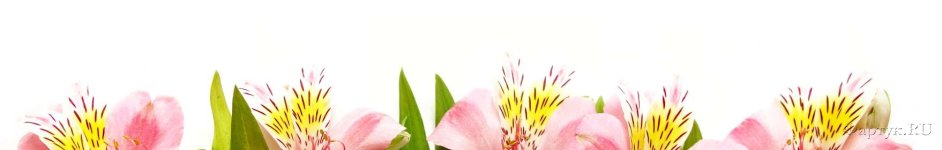 Скинали — Альстромерия Перуанские Лилии Цветы