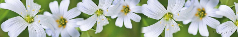 Скинали — Белые крупные цветы на зеленом фоне