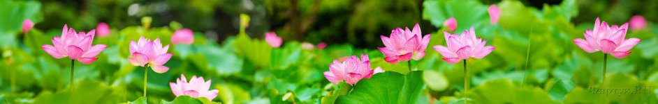 Скинали — Нежные розовые лотосы 