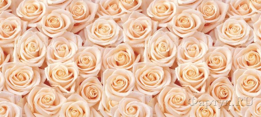 Скинали — Персиковые розы