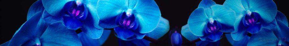 Скинали — Синие орхидеи на черном фоне