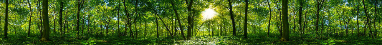 Скинали — Тропинка в лесу с солнечным светом