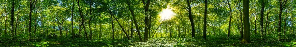 Скинали — Тропинка в лесу с солнечным светом