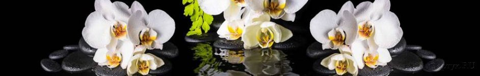 Скинали — Белые орхидеи на черном фоне