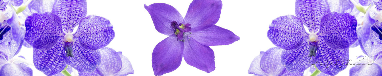 Скинали — Фиолетовые цветки орхидеи на белом фоне