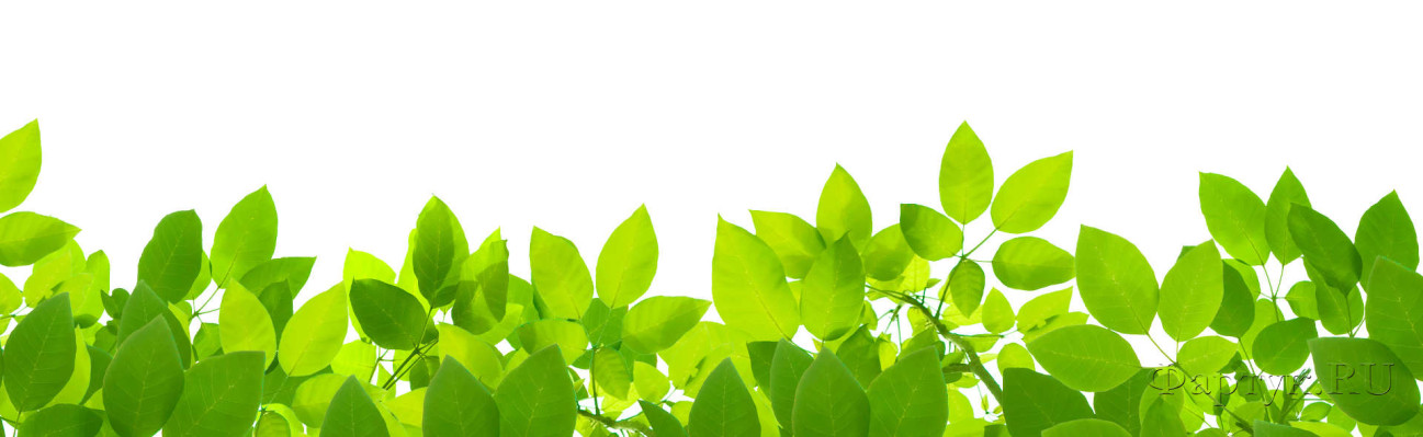 Скинали — Зеленые листья