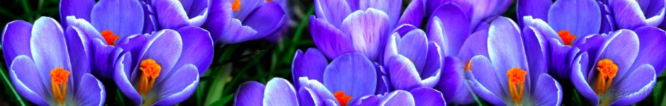 Скинали — Фиолетовые крокусы