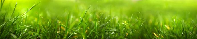 Скинали — Зеленая трава