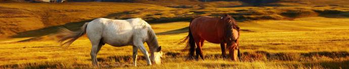 Скинали — Лошади на луговых просторах 