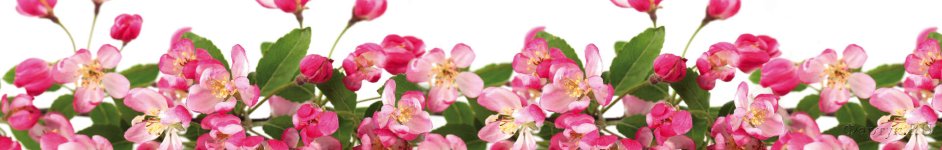 Скинали — цветы вишни