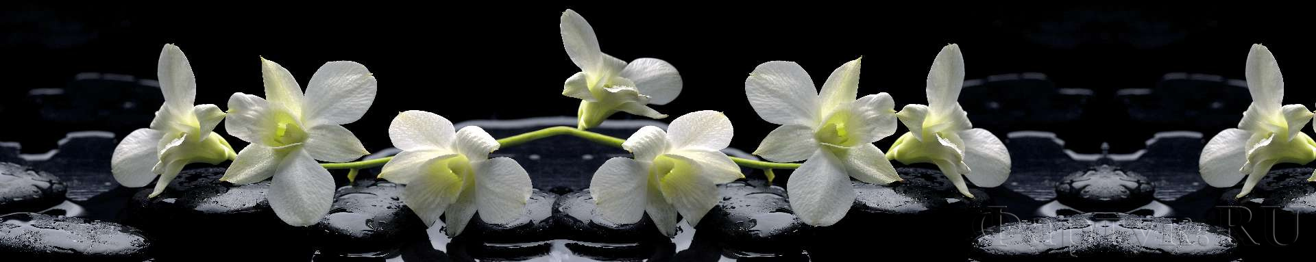 Белые орхидеи на черных камнях
