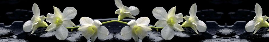 Скинали — Белые орхидеи на черных камнях