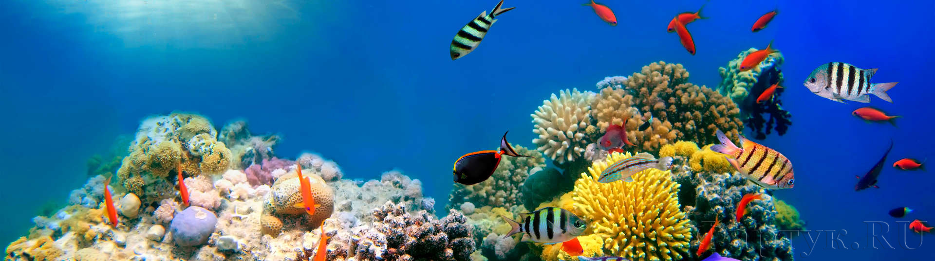 Морское дно с кораллами и рыбками