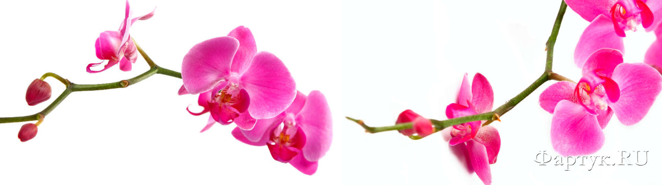 Скинали — Ветка орхидеи